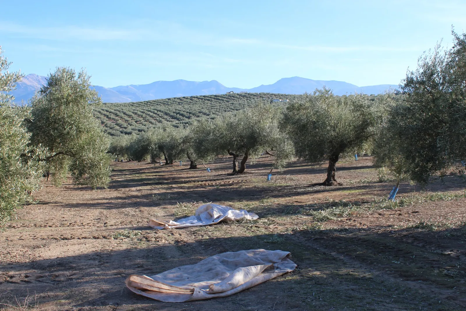 Olivar en las colinas andaluzas con las montañas al fondo